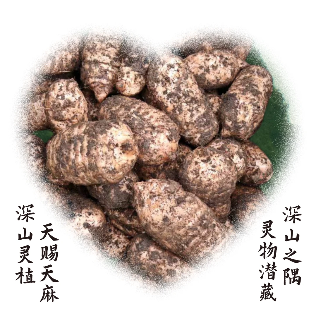 天麻新鲜云南昭通小草坝现挖带泥发货炖鸡炖鸽子新鲜天麻野外种植