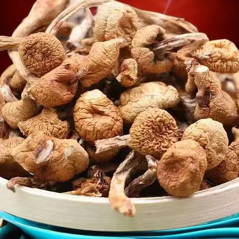 渭源高山 山蘑菇