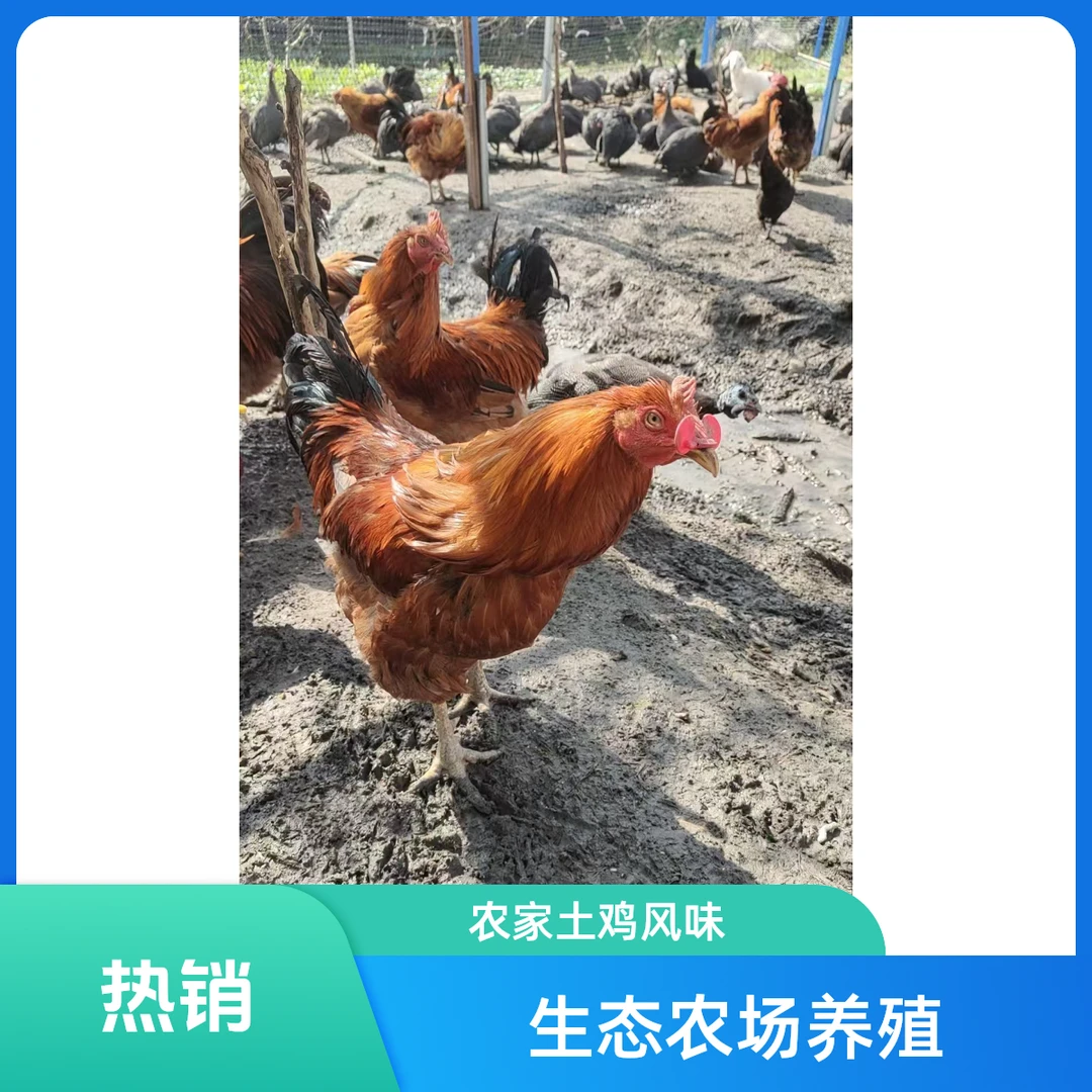 奉贤本地散养阉鸡净重4斤以上海洋之星专卖