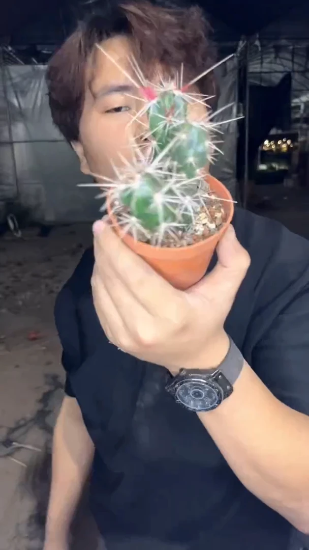 多头 舞者团扇【带根】