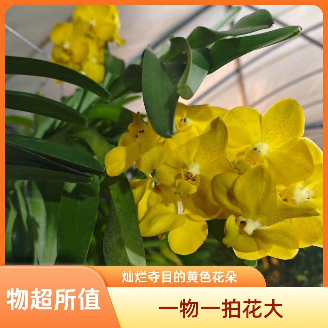 泰国进口万代兰象兰一物一拍|5℃以下拍保温棉