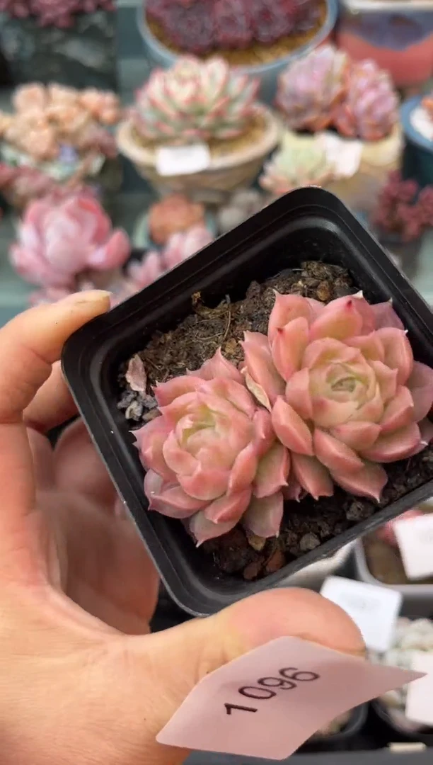 1096双头虾饺多肉