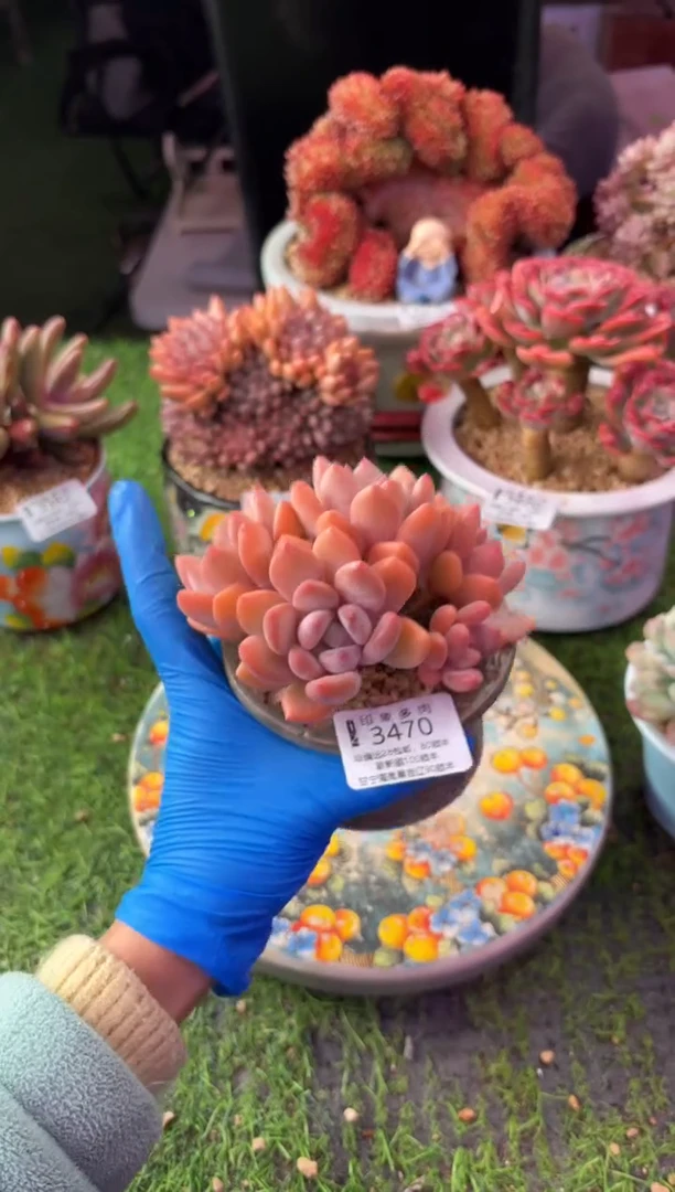 昆明印象多肉3470