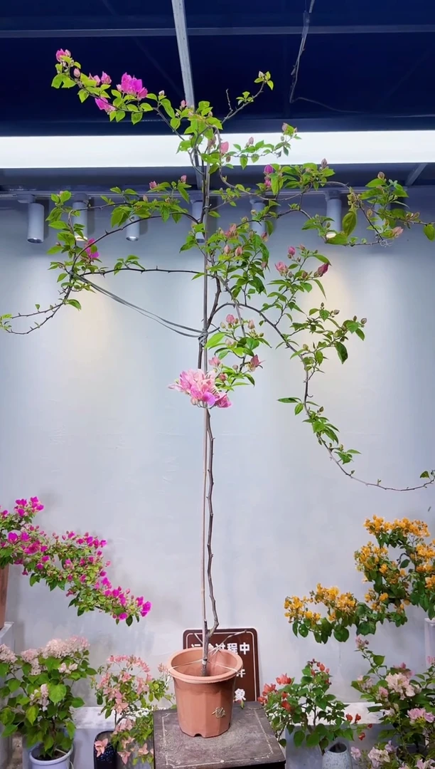 大部分开放少量花苞高飘漳红樱