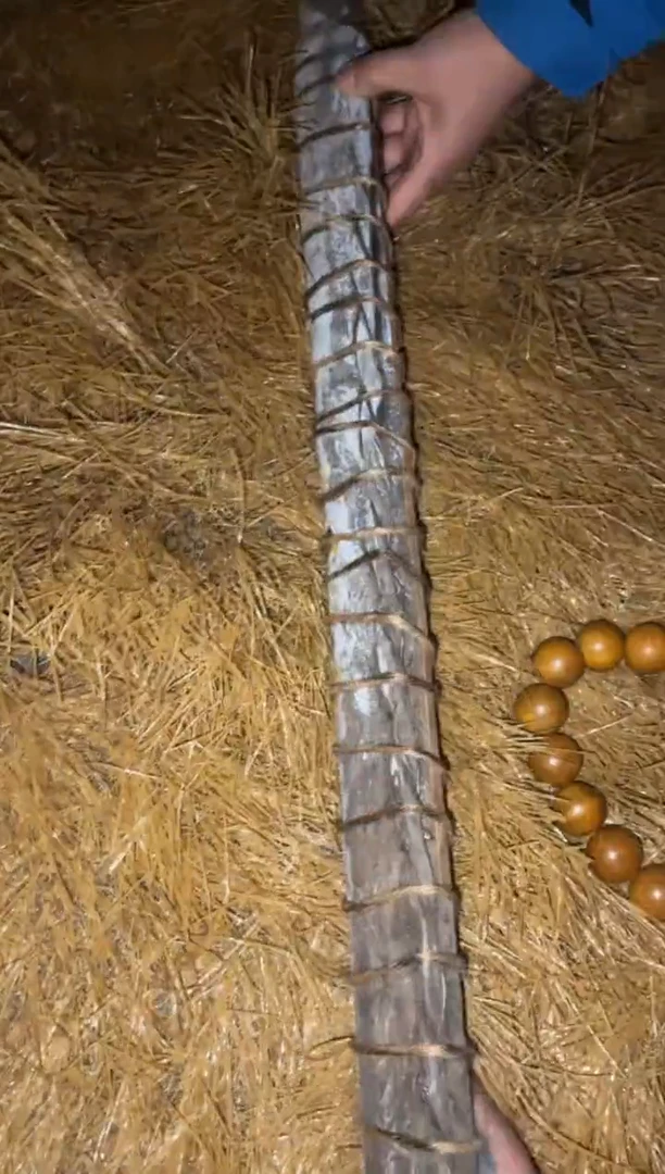 香榧木一一一优选一一一