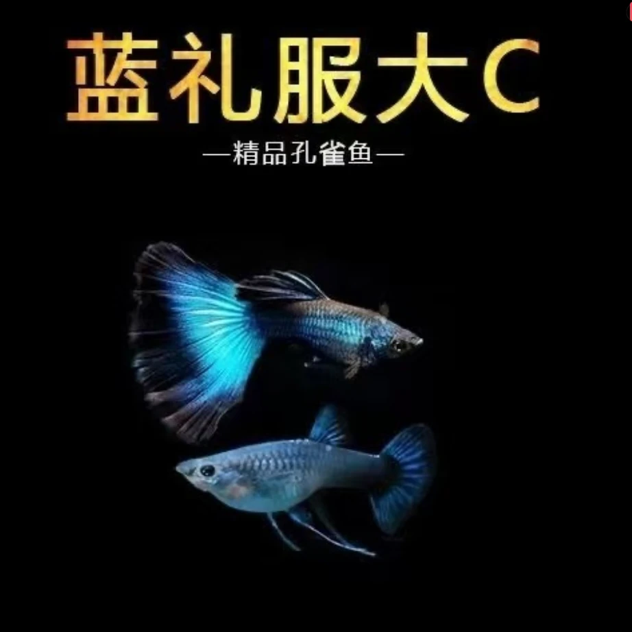 高端孔雀鱼蓝礼服缎带大C孔雀鱼小型淡水观赏鱼
