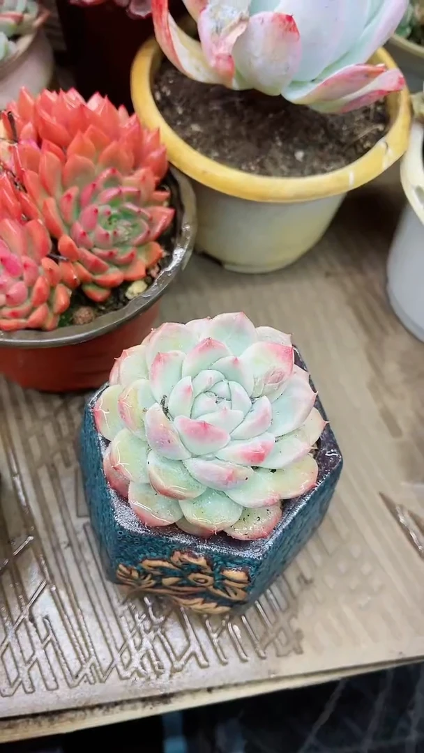 【闪购商品】15004