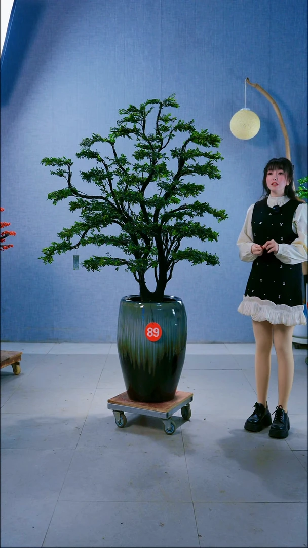 无花朵驰**场89号盆...