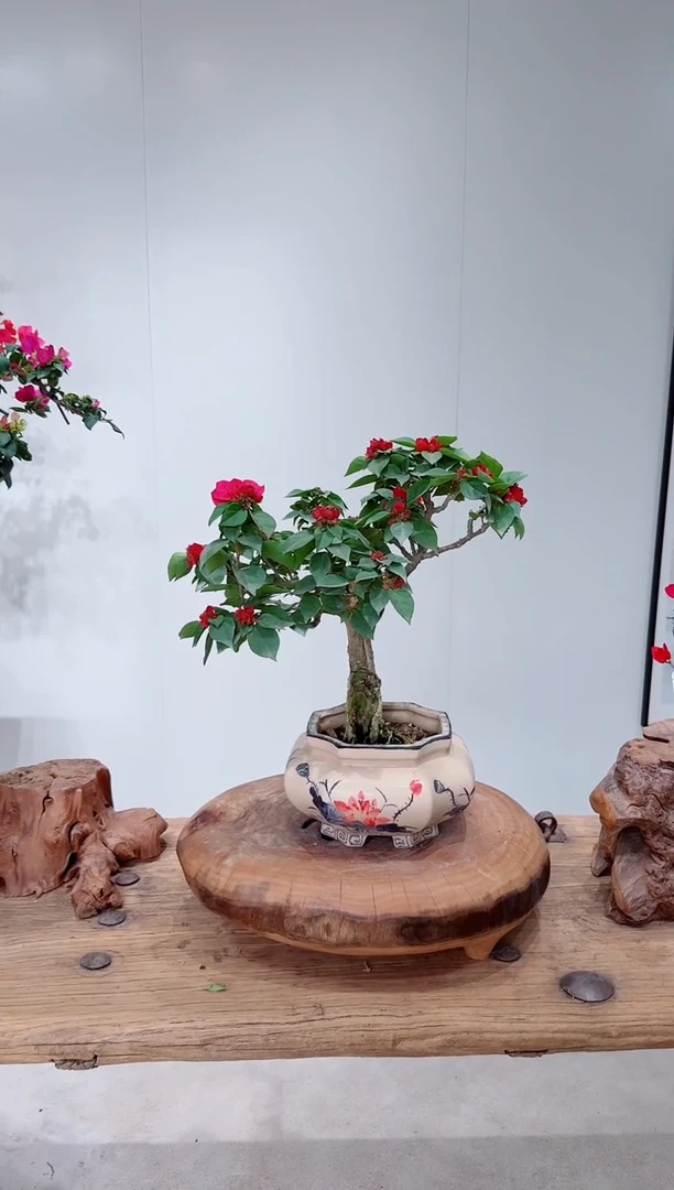 无花朵火*三角梅韩红