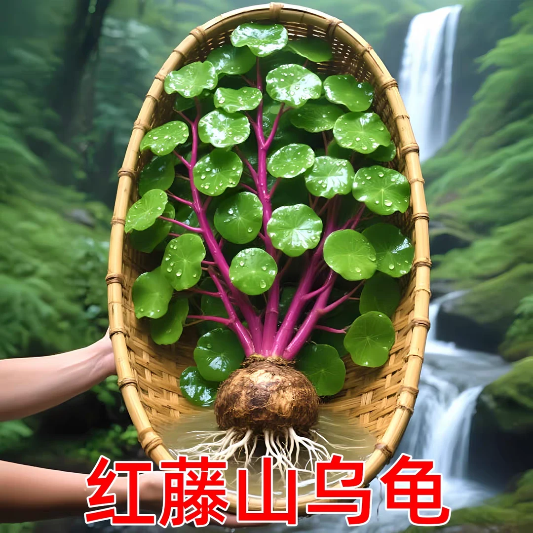 红藤山乌龟金种球圆叶爬藤绿植室内水培适合阳台客厅养死包赔