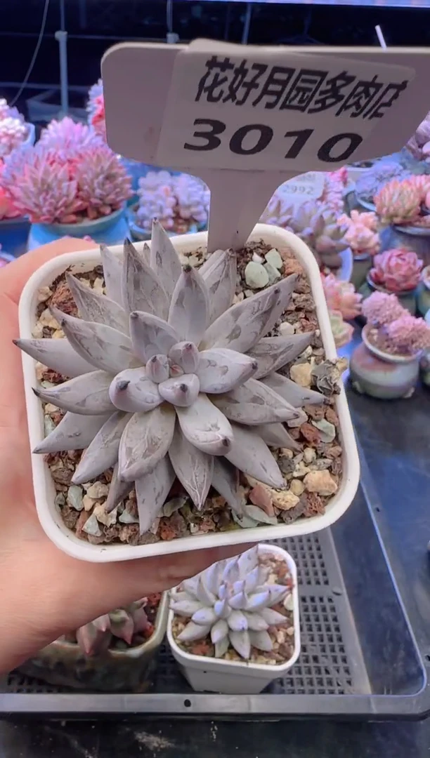 【闪购商品】3010.