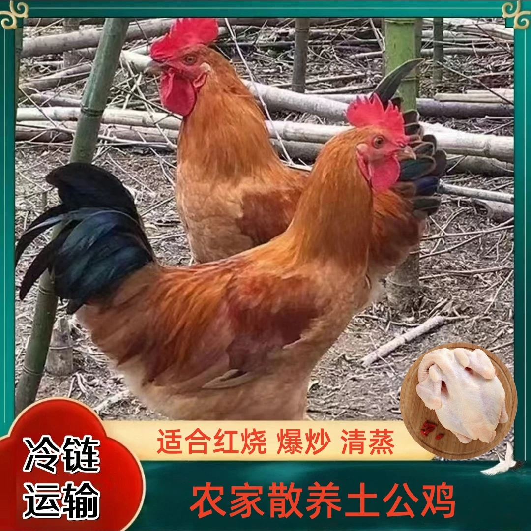 【3花花】买3送1 共4只农家散养土公鸡 净重9-10斤 现杀带内脏