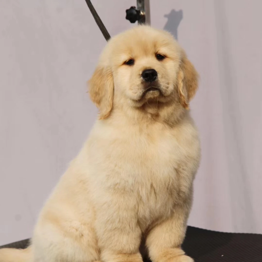 （赏金金毛宠物）狗狗宠物活体专用链接1