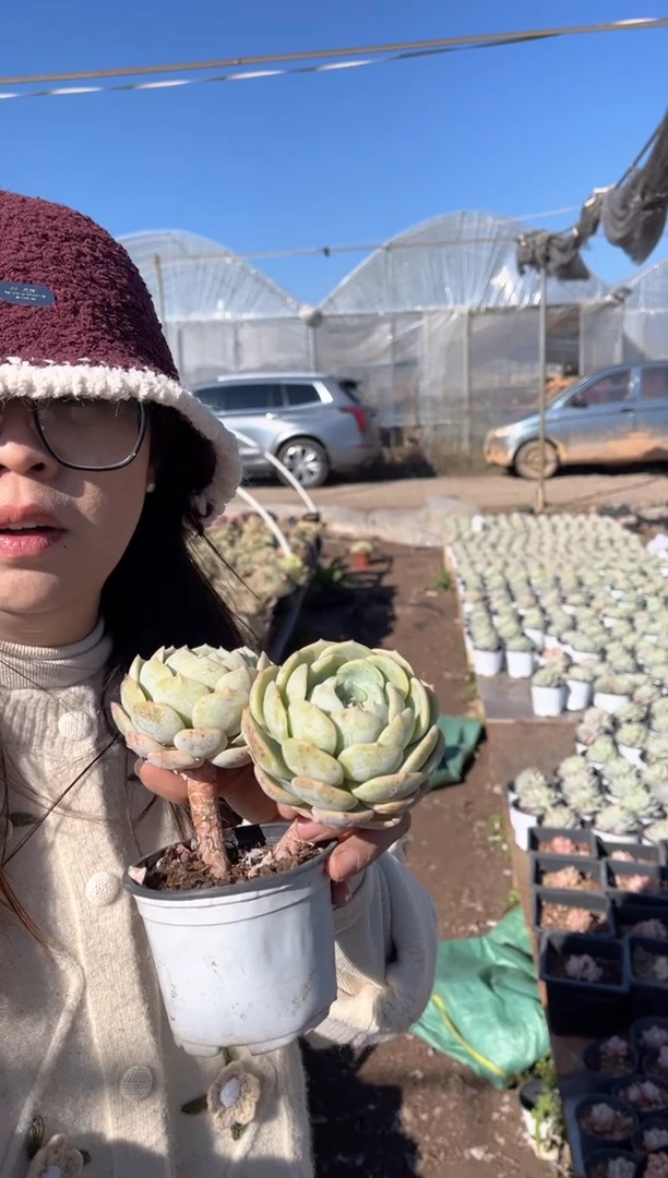 【闪购商品】52-双头劳林6.8