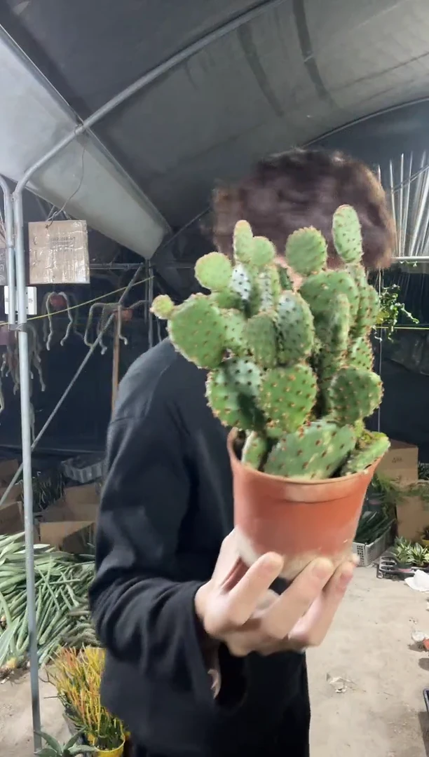 【闪购商品】红太古带盆土9.9