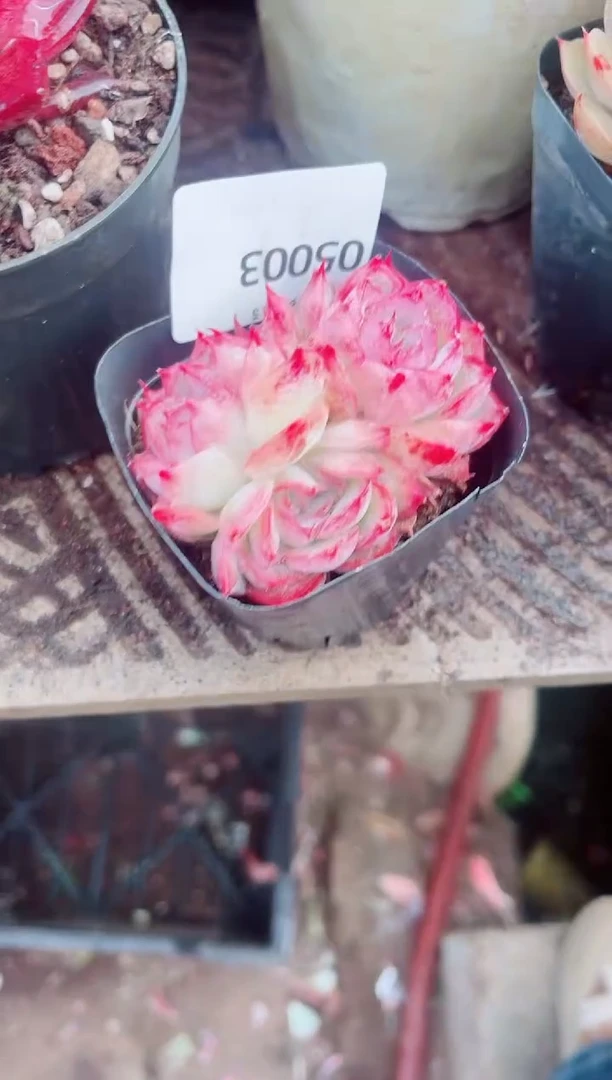 夏**气跃跃精品多肉05003