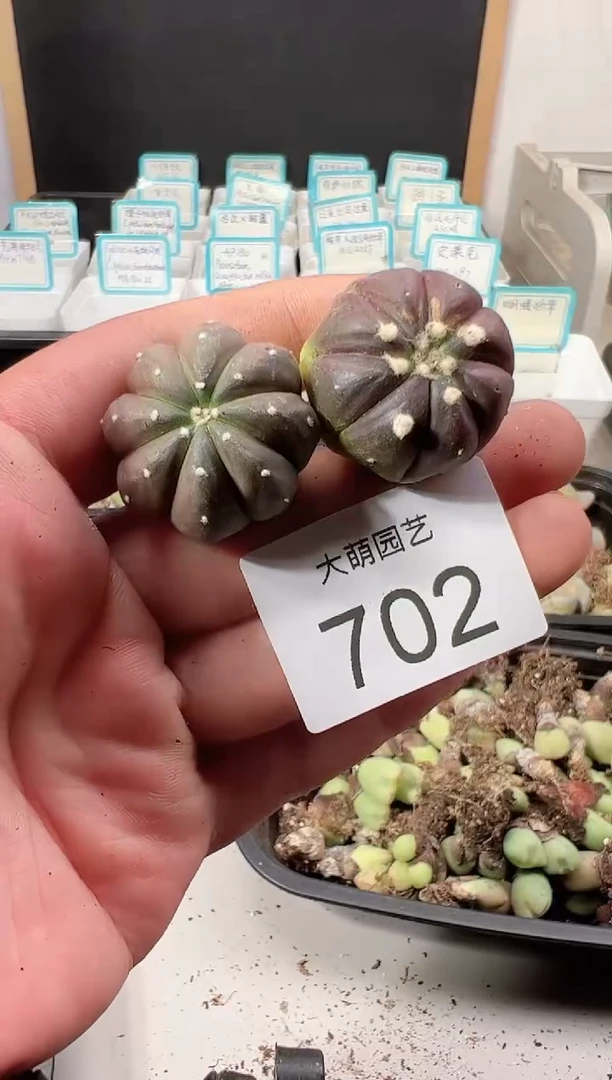 【闪购商品】+++++702