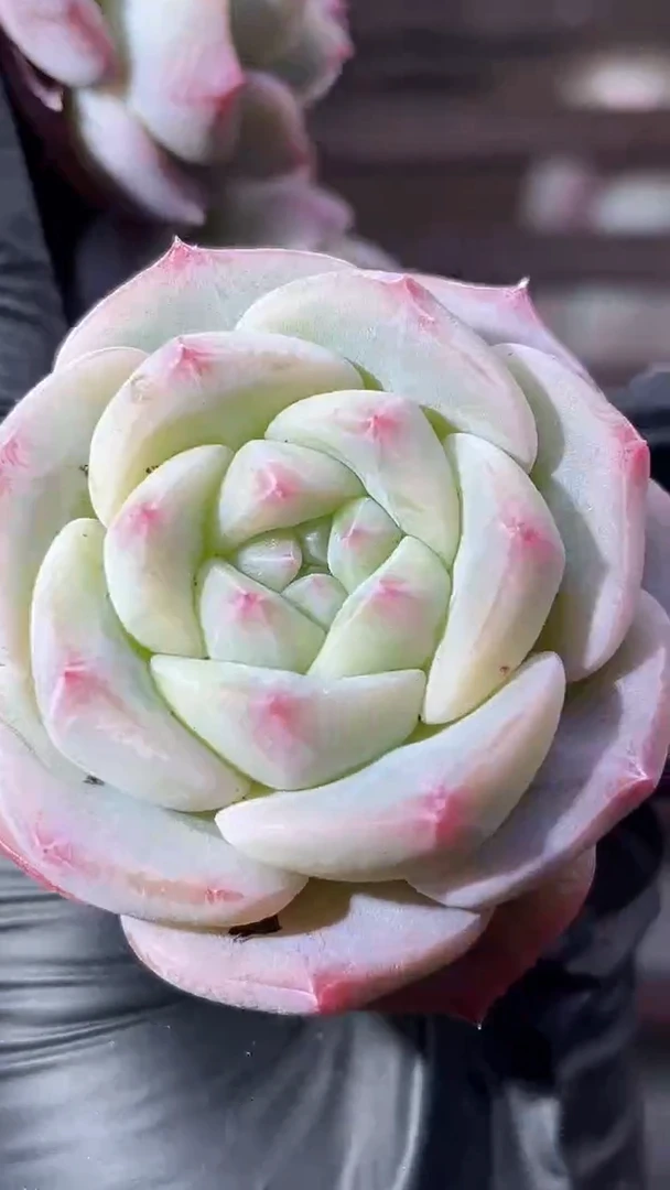 38-9 炫彩冰淇淋3-4厘米量拍发一颗