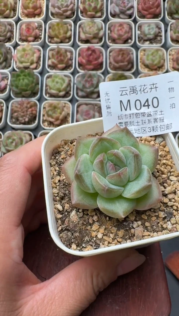 040S带盆土发 当场拍3颗以上包柚 多肉植物 一物一拍