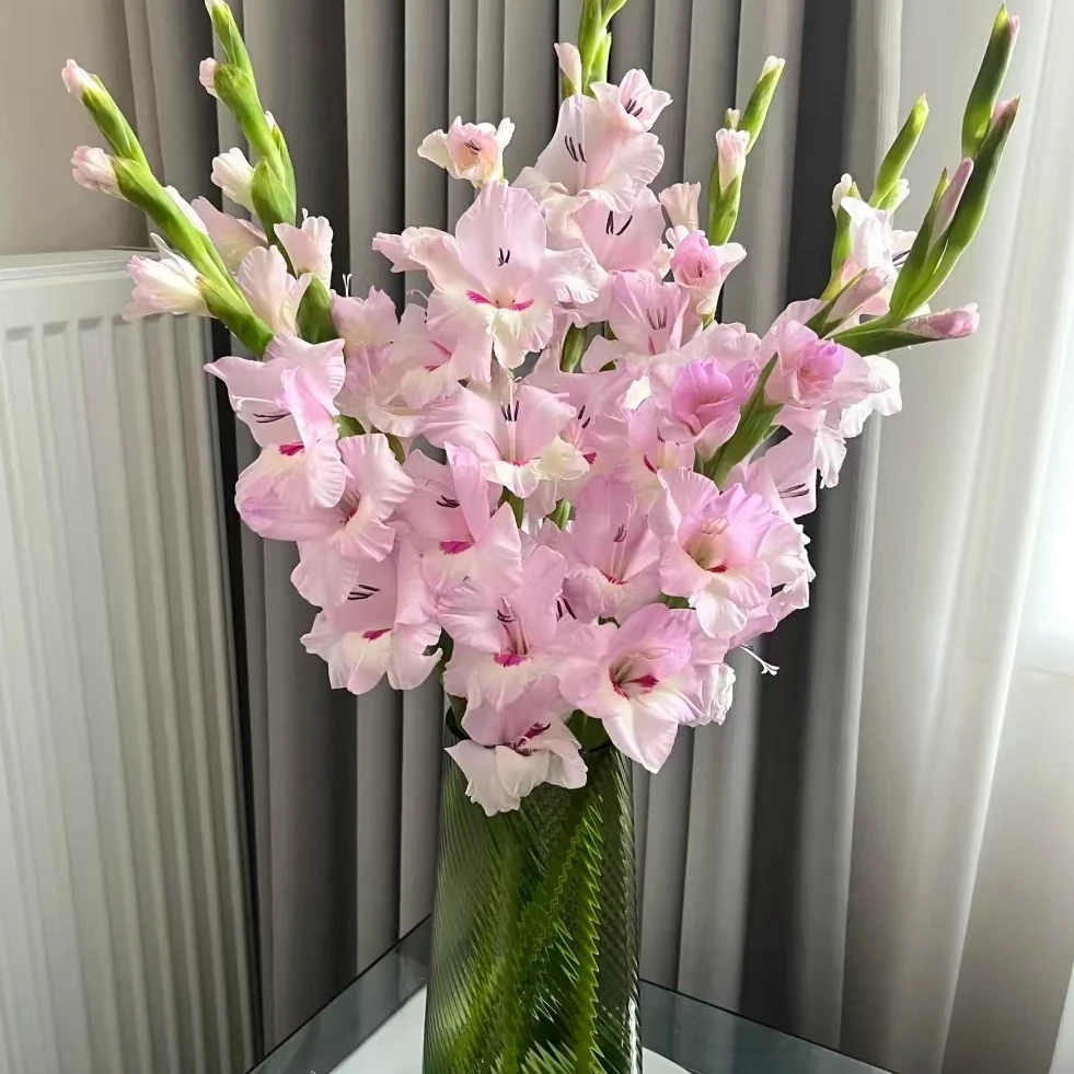 【一品花集】【一帘幽梦】-剑兰 云南昆明基地发货家用鲜花