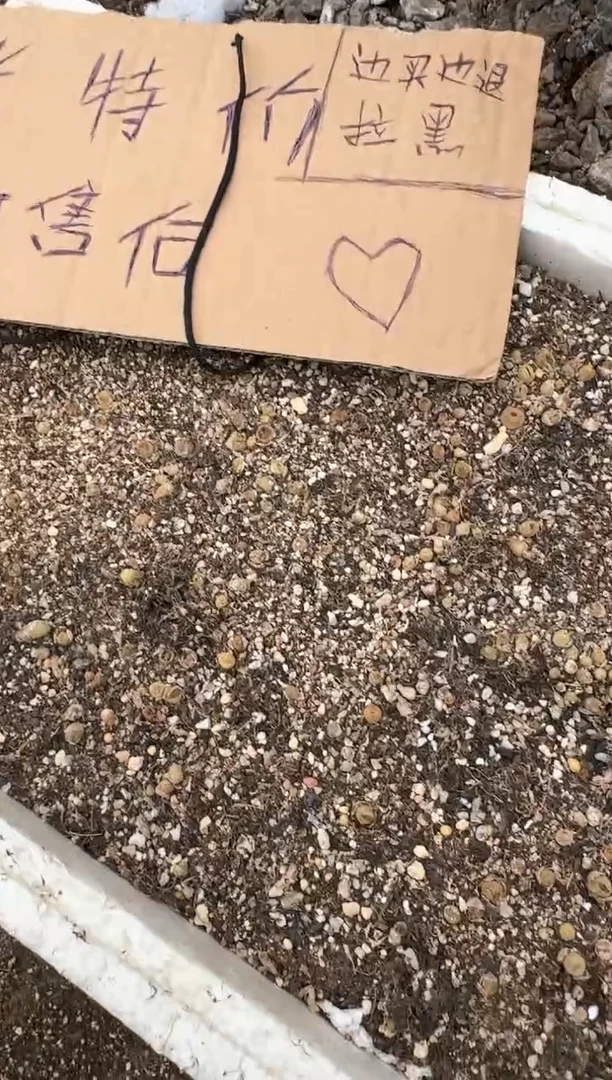 肉锥生石花脱土发10-216