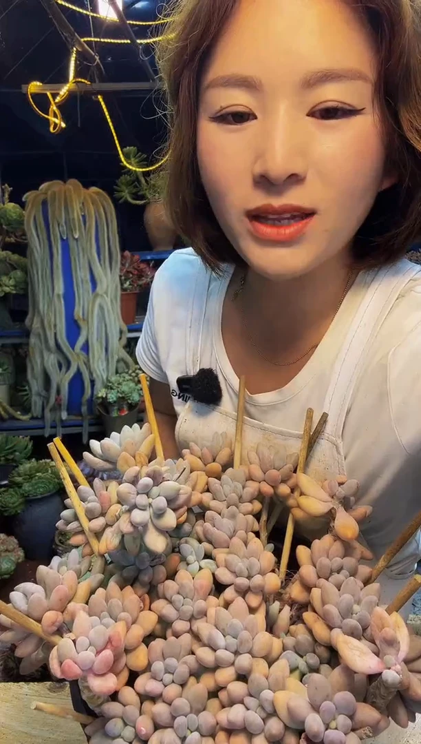 波14号一物一拍脱土包邮
