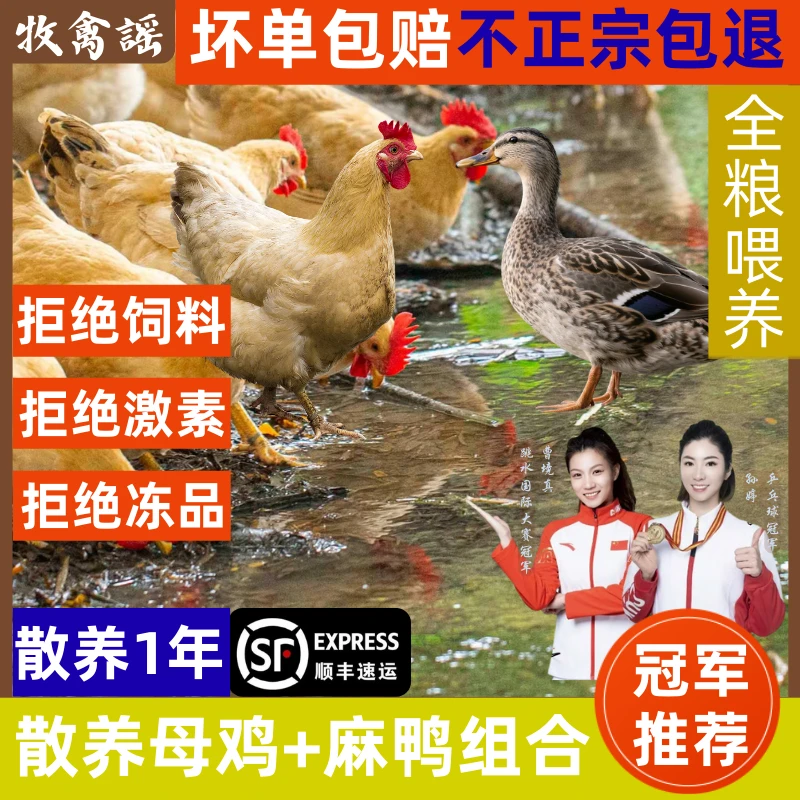 （2只）鸡鸭组合2年母鸡+1年麻鸭煲汤红烧内脏净重2只：6斤顺丰包邮D
