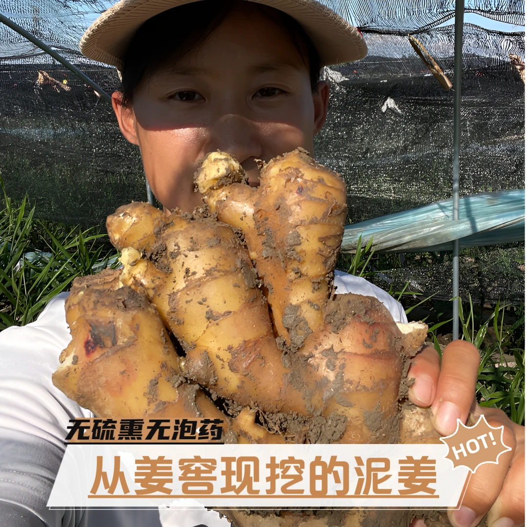 【宠粉福利开抢】泥姜老姜山东生姜原生态农户窖藏新鲜现挖现发