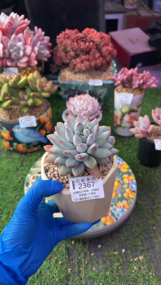 昆明印象多肉2367