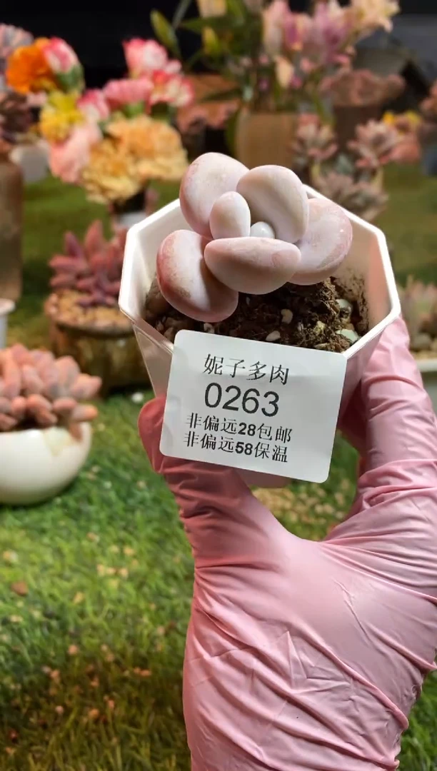 【闪购商品】0263a