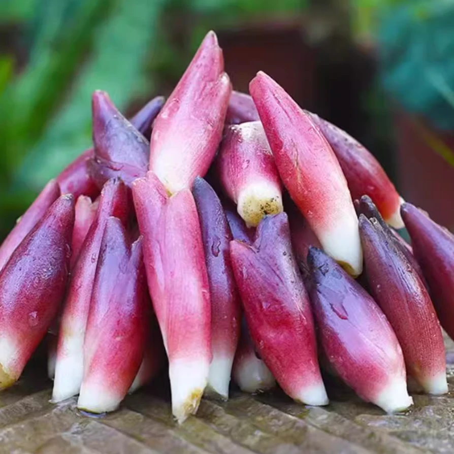 洋荷芽种子 阳台小院家庭盆栽蔬菜洋火胡姜洋荷姜种子