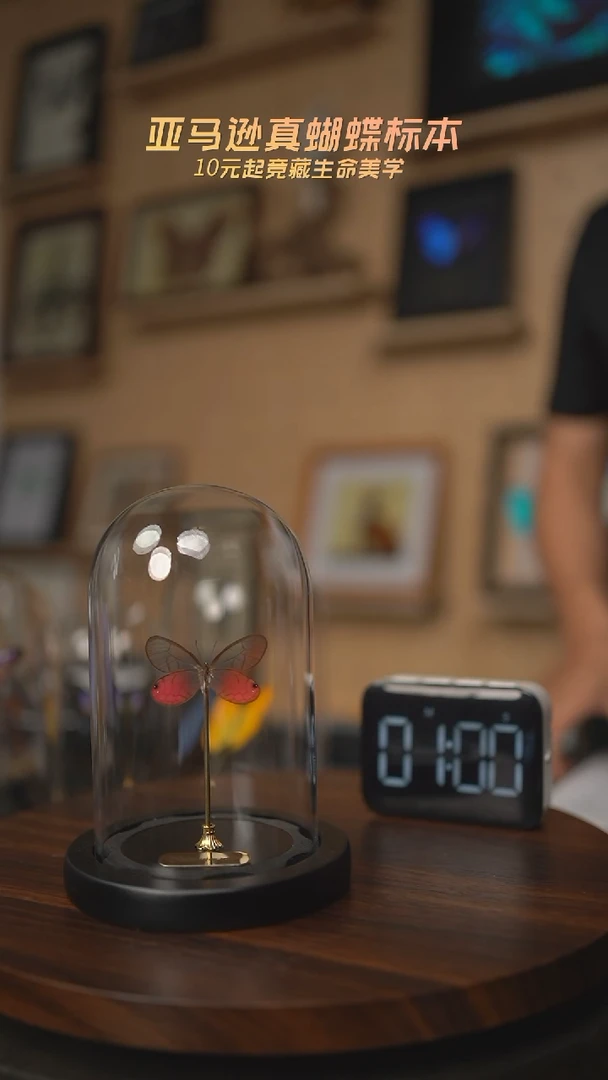 有机玻璃玫瑰绡眼蝶G129