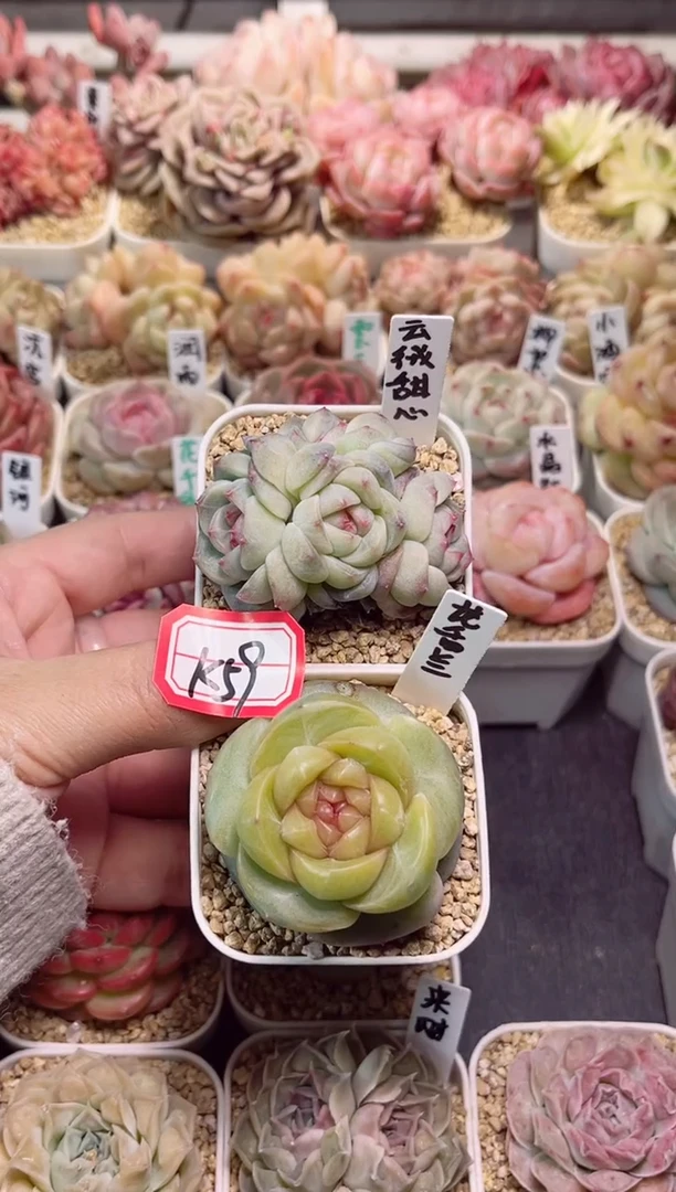 【闪购商品】K59龙舌兰和云绒甜心