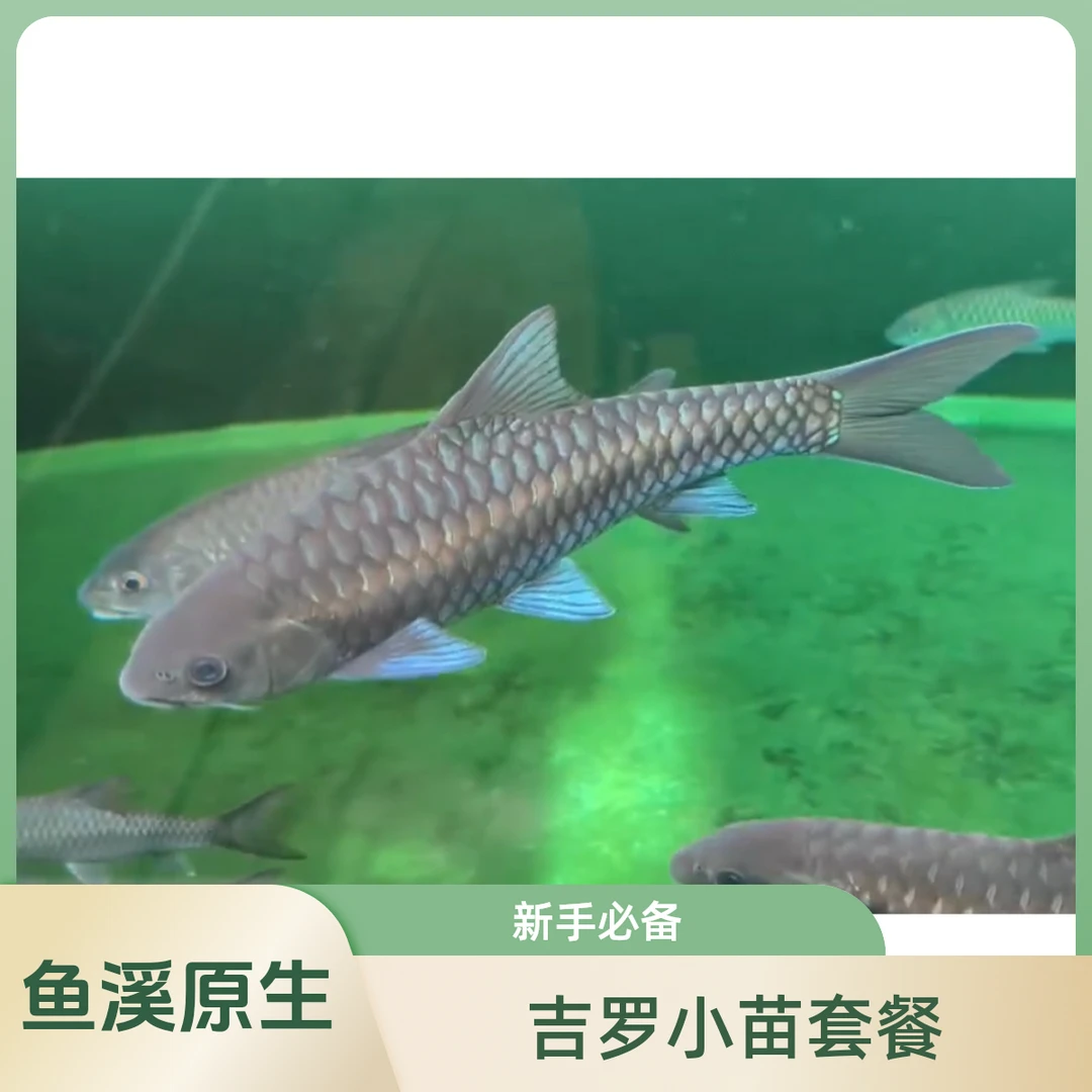 【小苗套餐】异口蓝吉罗观赏鱼吉罗野生原生鱼新光唇云南观赏鱼活体