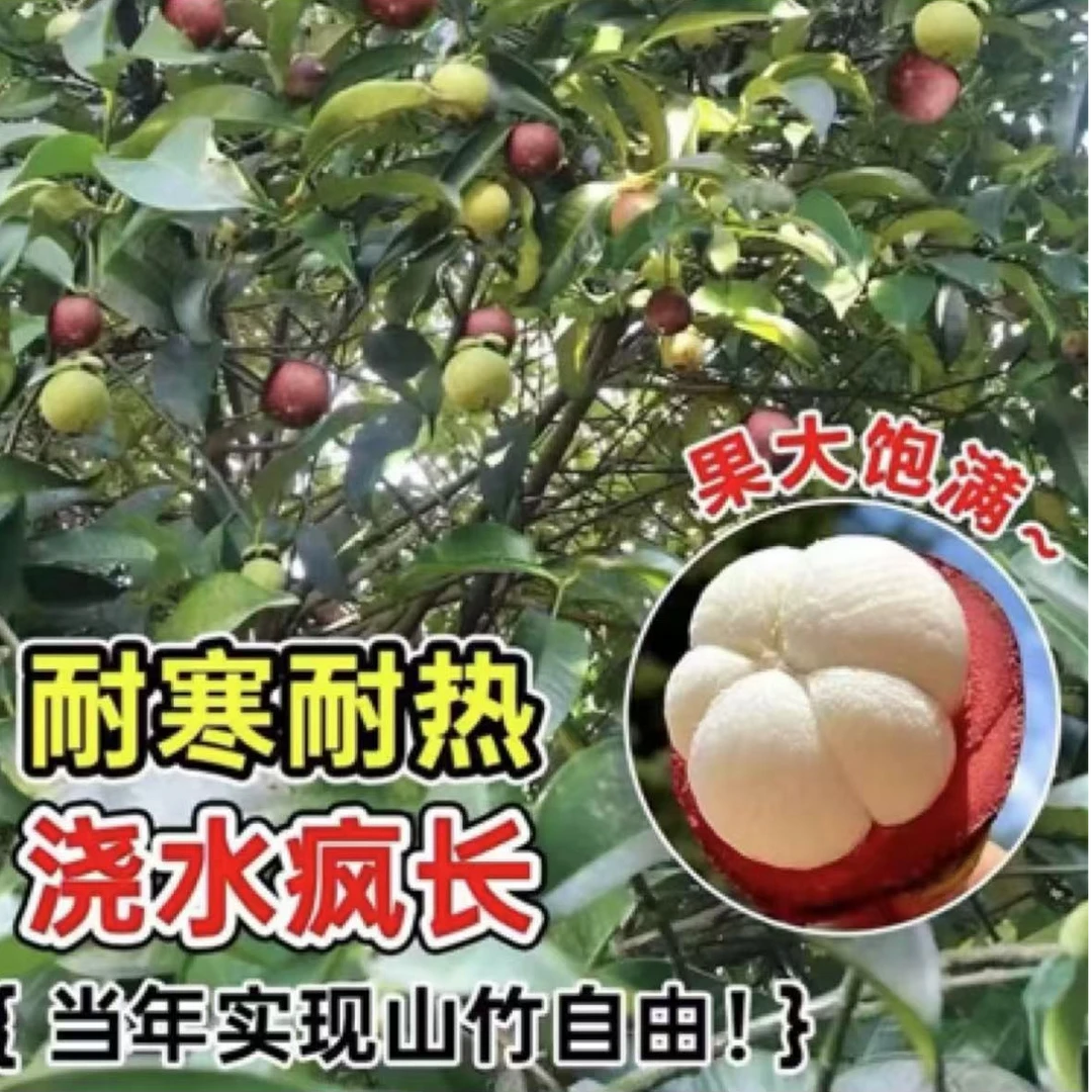 无籽山竹果树苗山竹树苗南方北方种植水果水果树苗