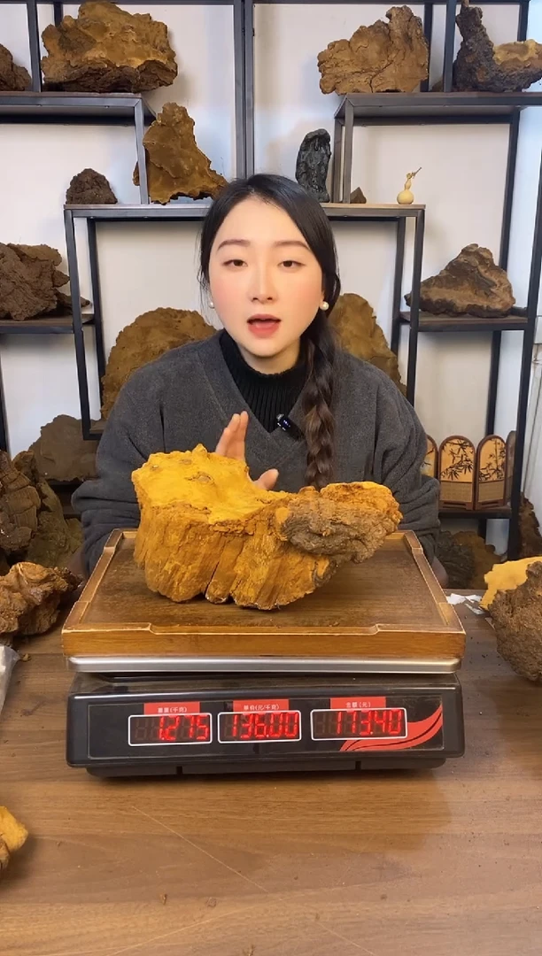 藏区野生松针层孔菌