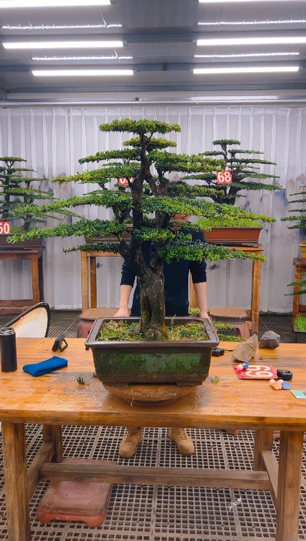 【闪购商品】紫砂精品盆景直播间一物一拍