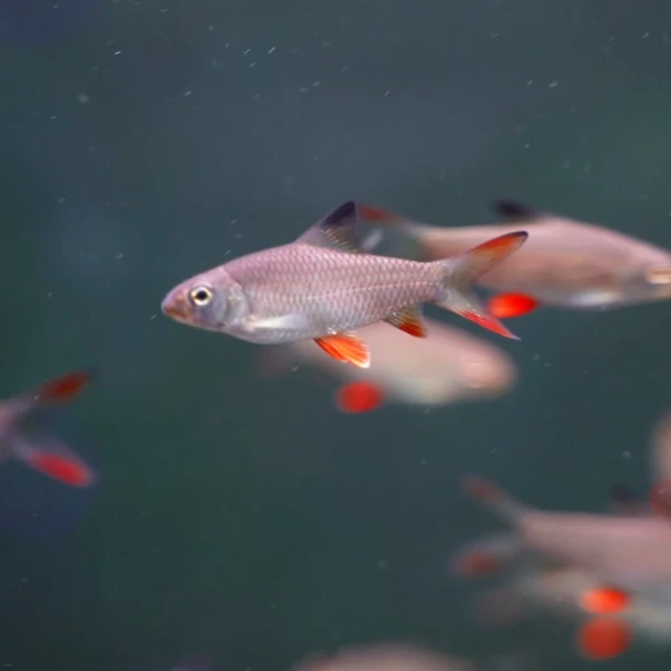 橙赤红吉罗小众活体原生鱼大型淡水观赏鱼