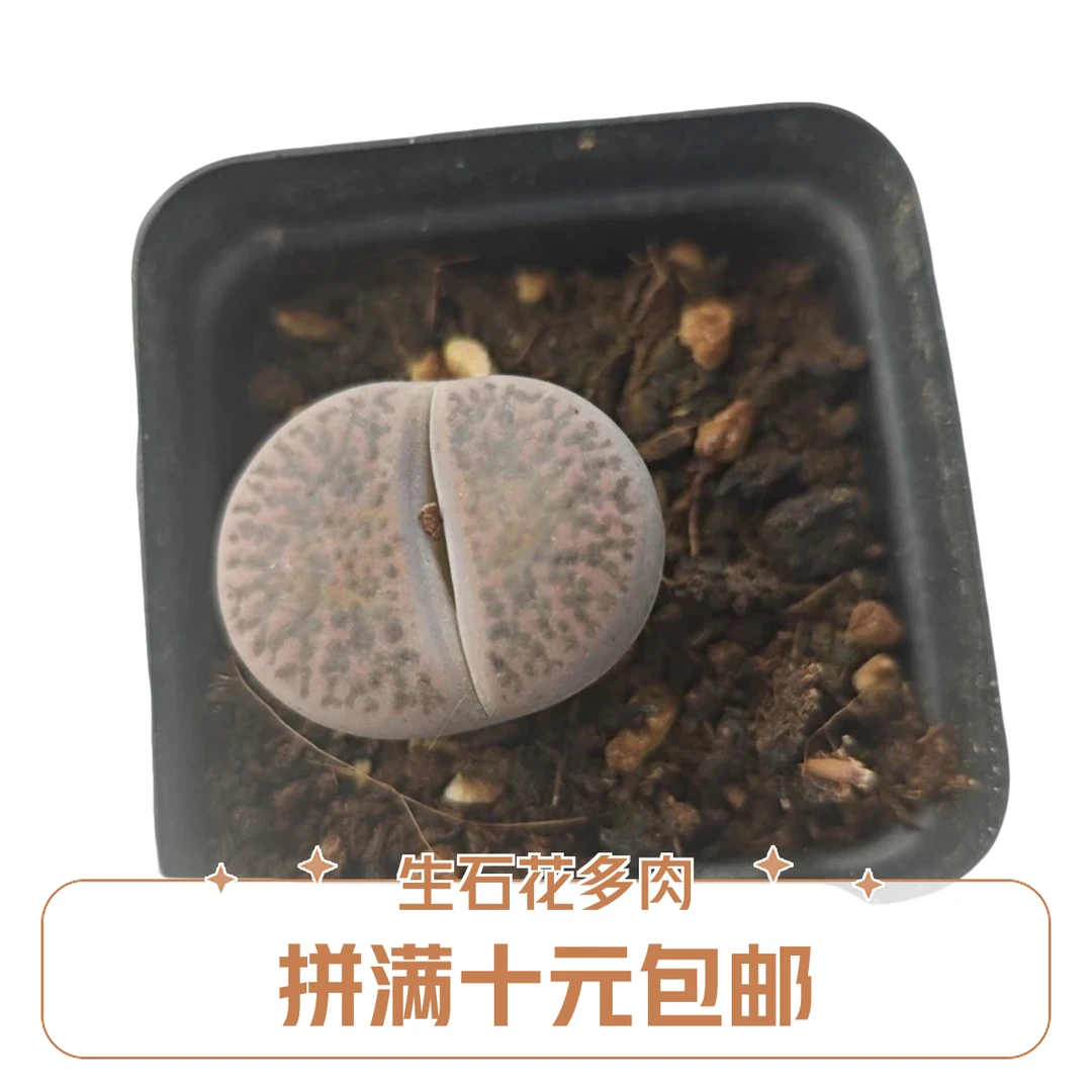 生石花 多肉植物星花怒放 阳台 露台 办公室绿植植