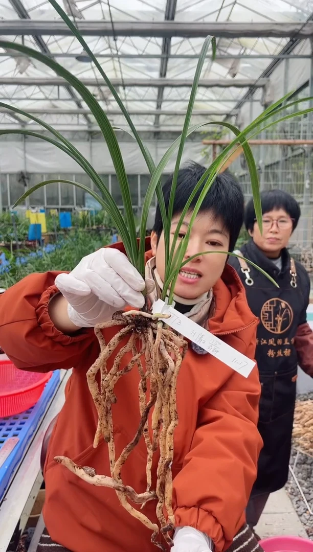 当前无花朵，栽培后可花朵7**z倩云，，，，777z