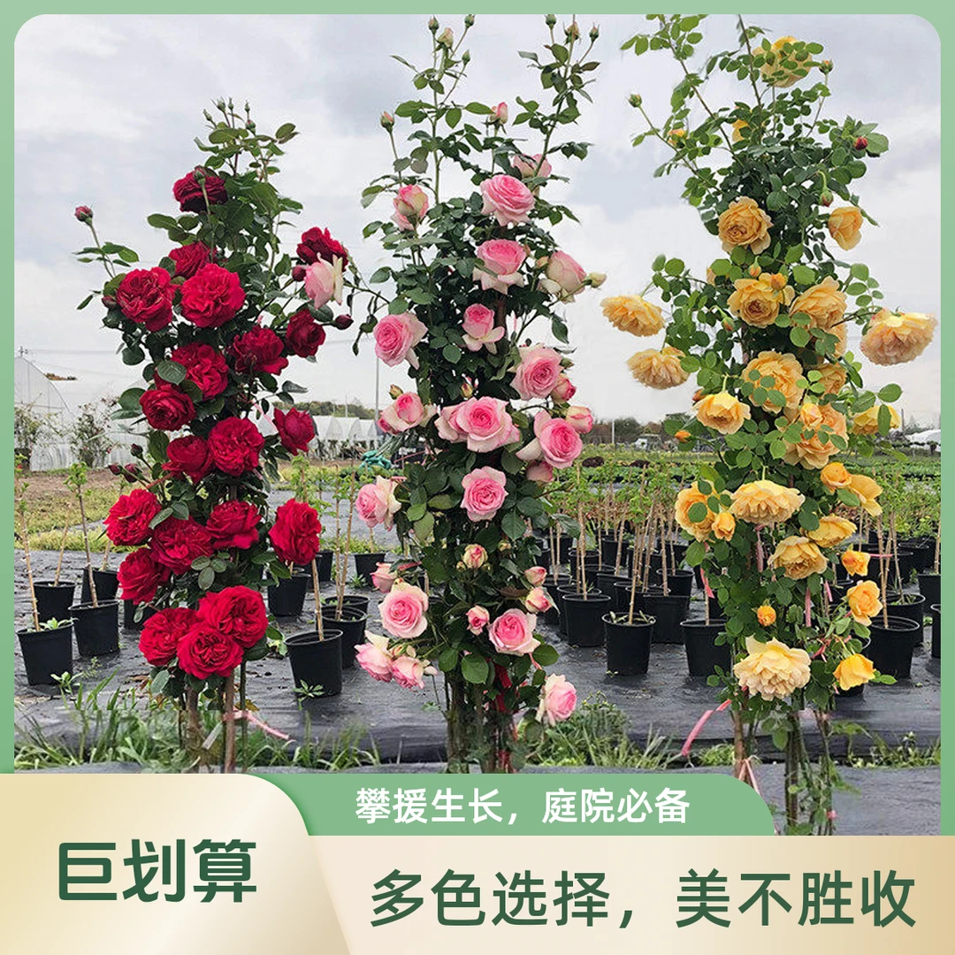 特大藤本月季玫瑰花蔷薇花苗爬藤植物阳台四季开花卉盆栽浓香大花