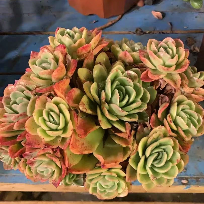 【冰玫瑰】【满19包邮】阳台露养办公室栽种养护【博哥多肉花园】