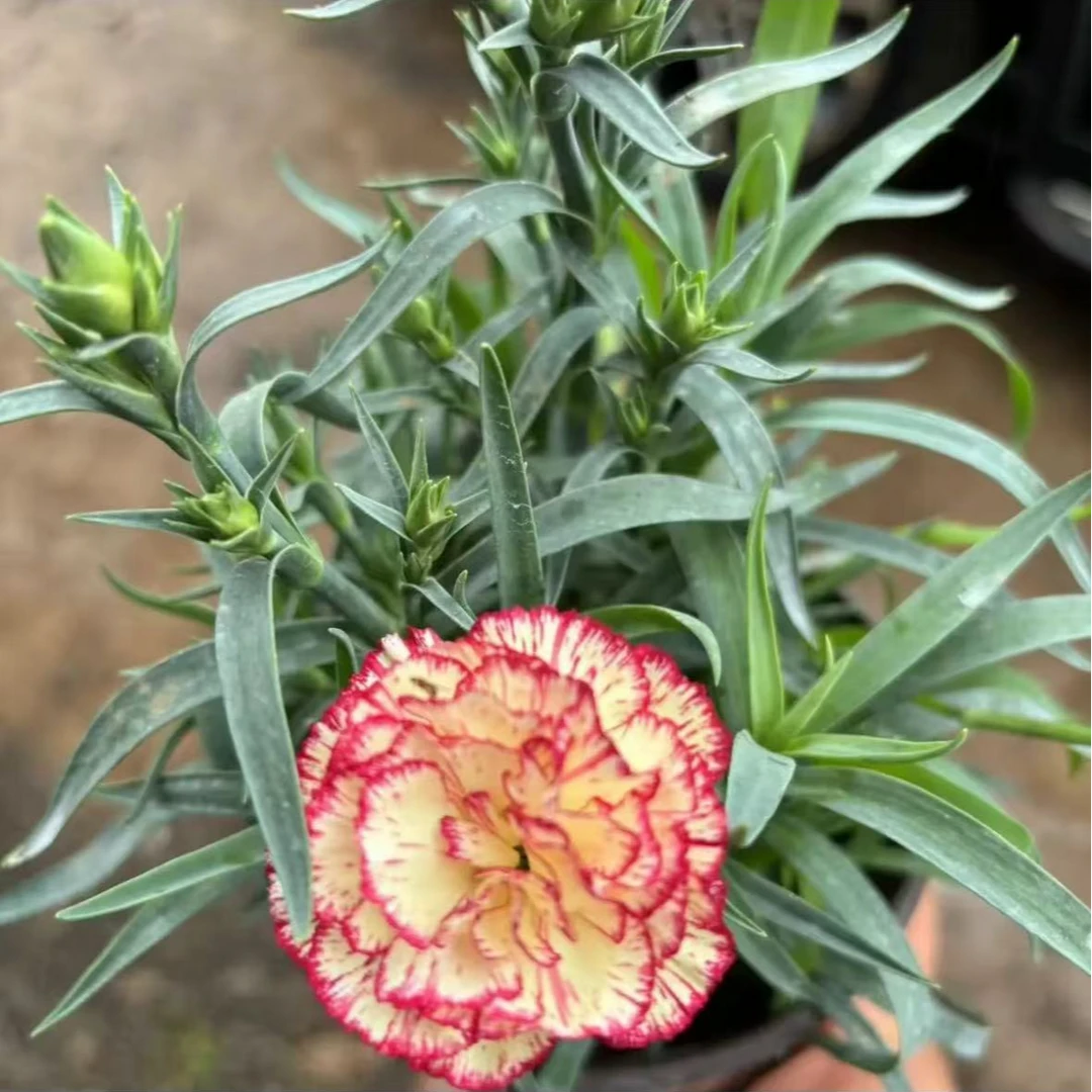 康乃馨盆栽带花苞发货特色花卉绿植室内外庭院浪漫小清新