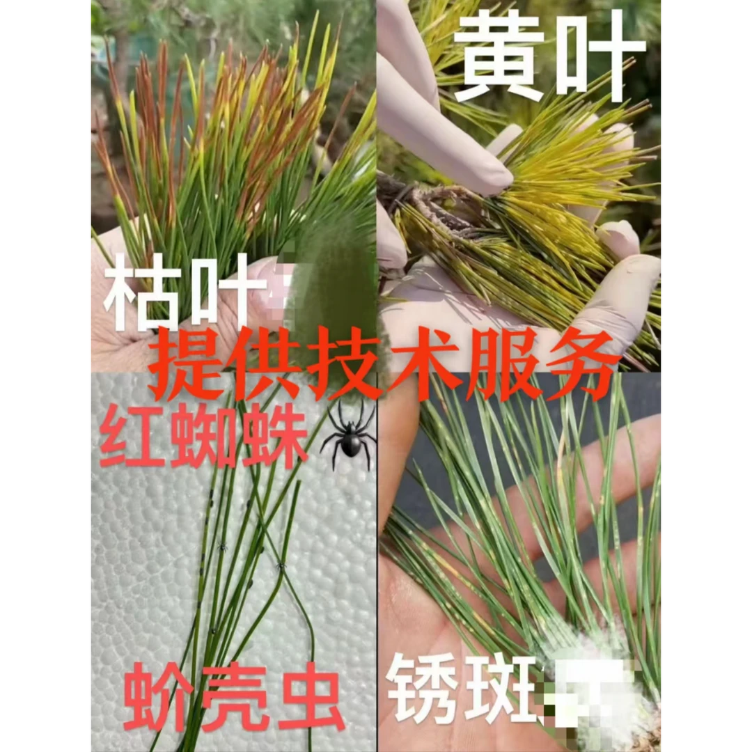 黑松绿叶肥松针变绿 黑松针叶营养液 把黑松打健康