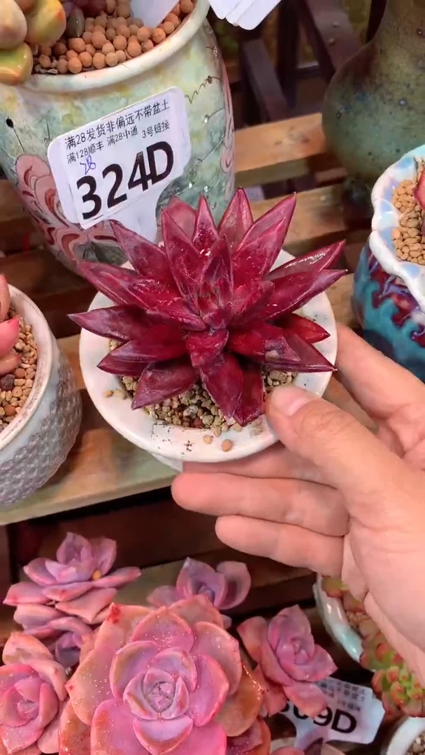 324D（一物一拍实付满28发货，默认不带盆土）