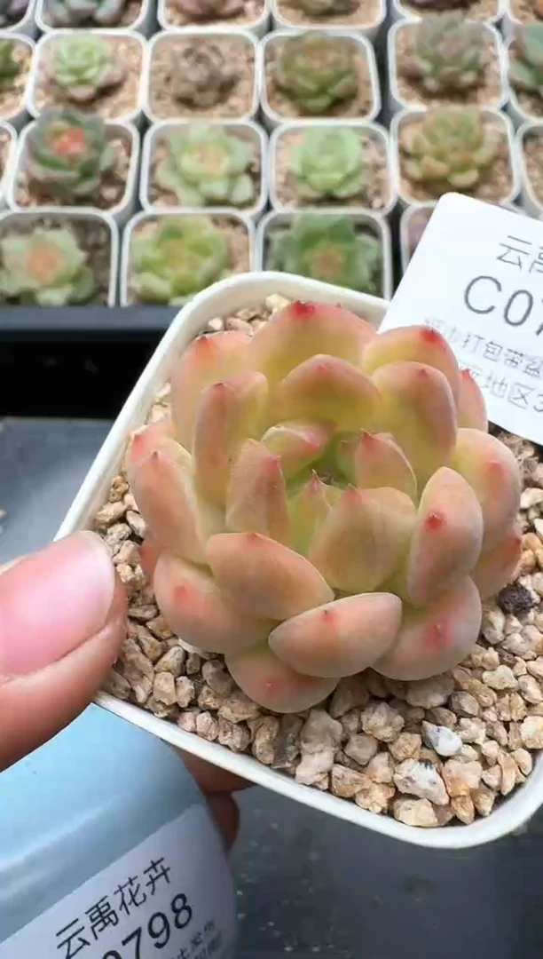 797C云禹多肉植物 带盆土纸巾打包 3颗包邮