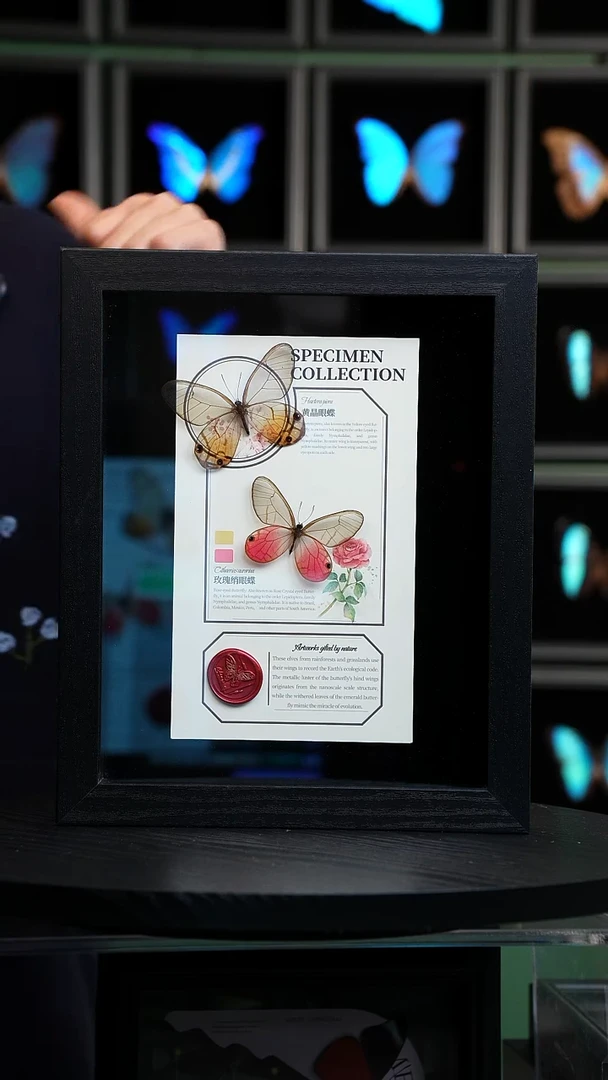 玫瑰绡眼蝶+黄晶眼蝶设计款10寸框