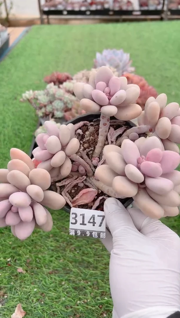 【闪购商品】信福多肉一物一拍