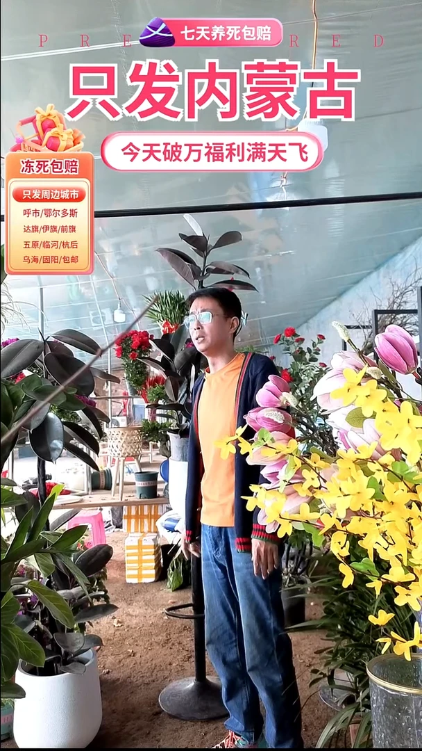 完全开放造型橡皮树