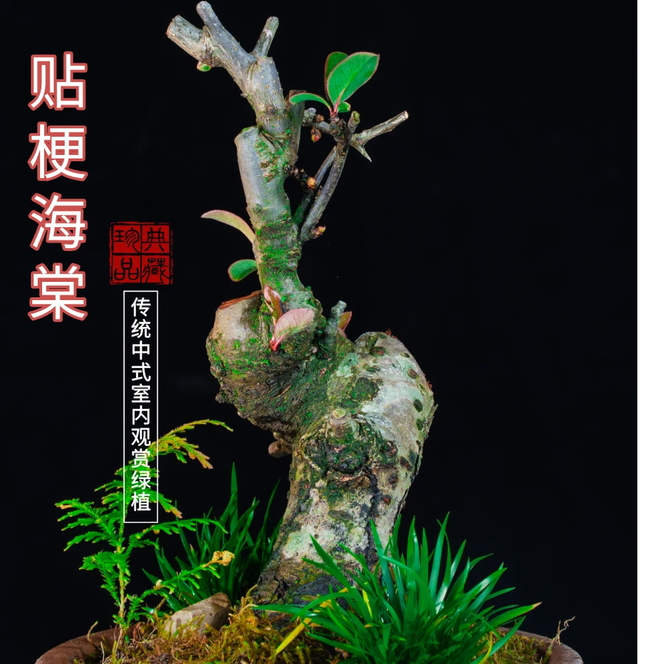 川派海棠花盆景花开艳丽适合茶室摆放